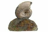 Iridescent, Pyritized Ammonite (Quenstedticeras) Fossil Display #193114-1